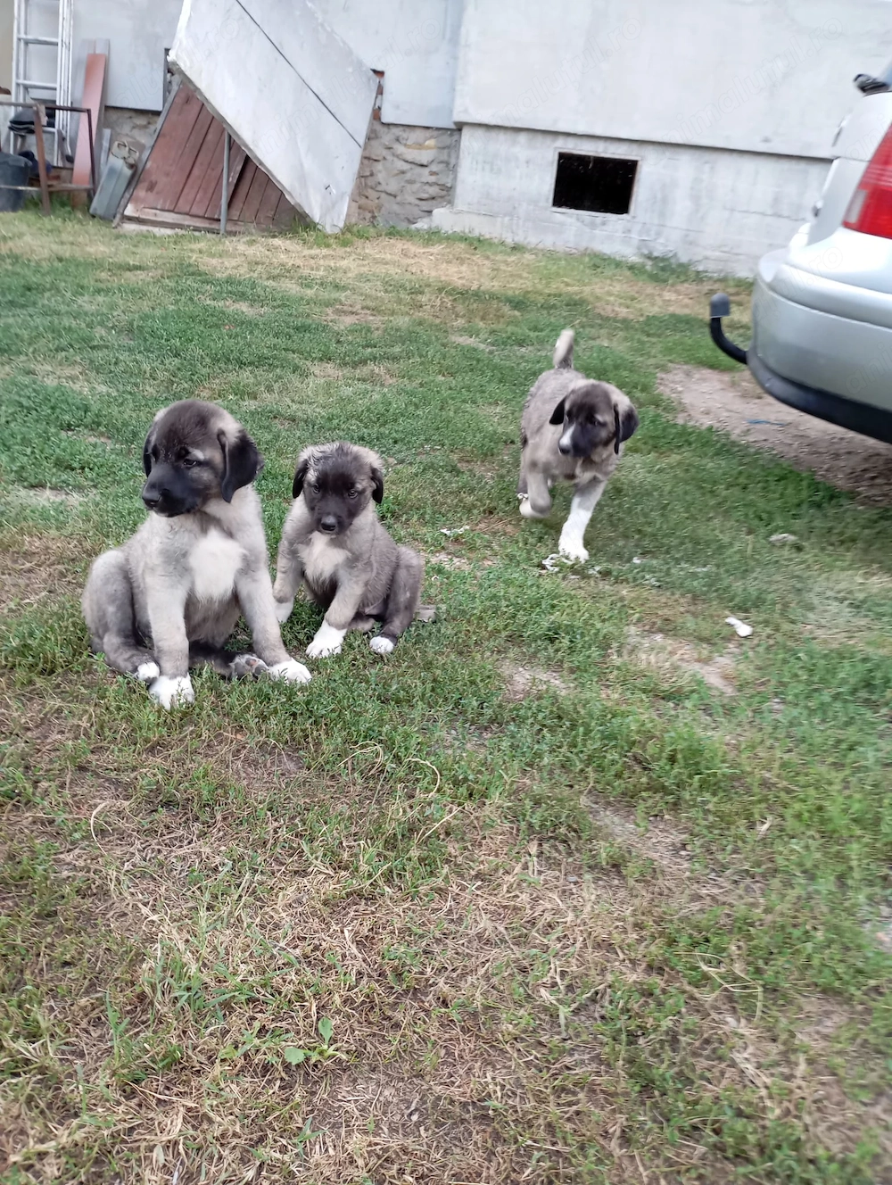 Kangal rasa pura