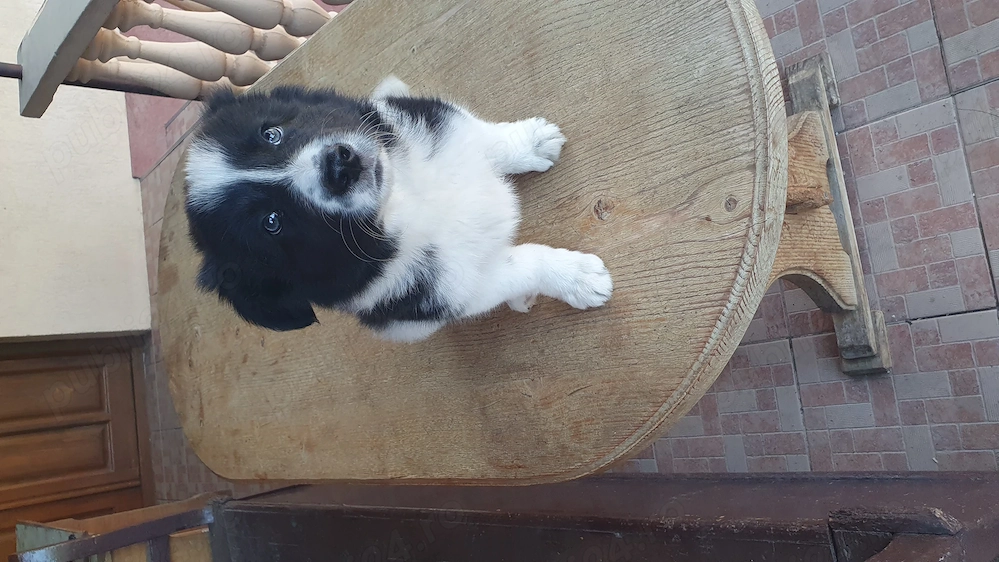 Doi băieți border collie 