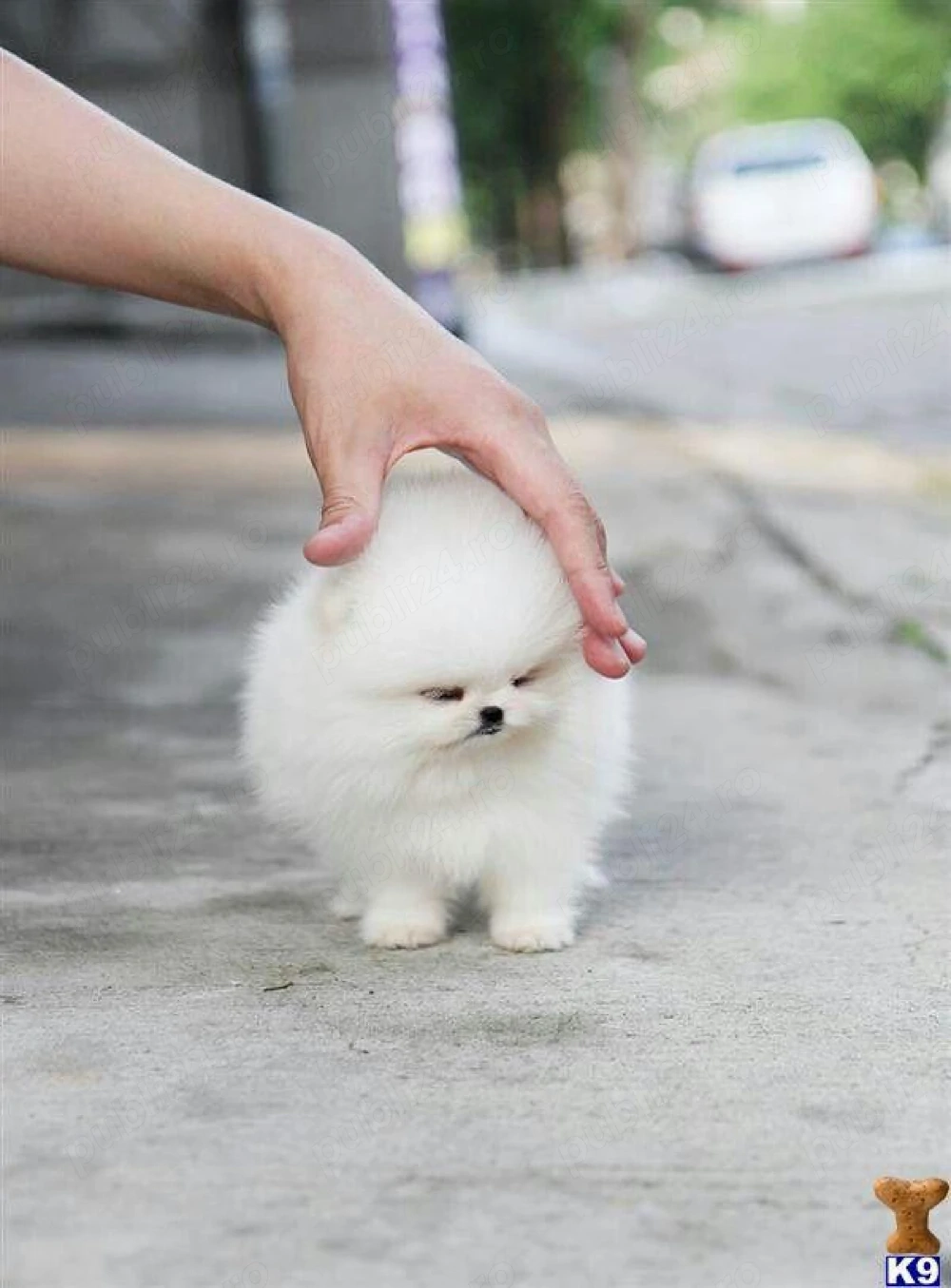 Pomeranian tip ursulet