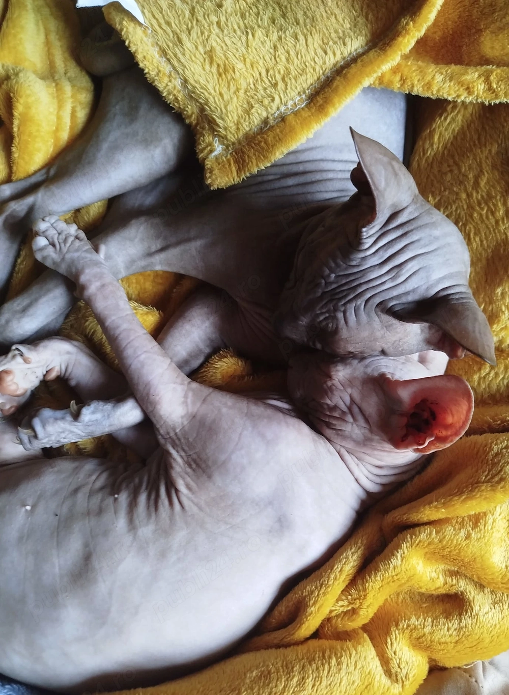 Pui pisică Sphynx  Sfinx  - 500 Lei Negociabil