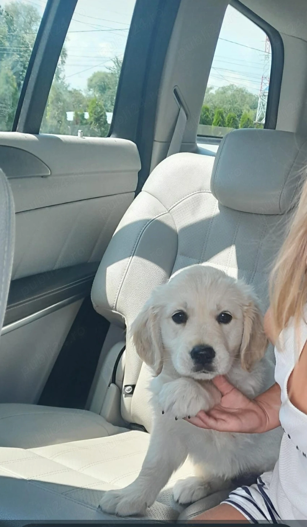 Cățelușa golden retriever 