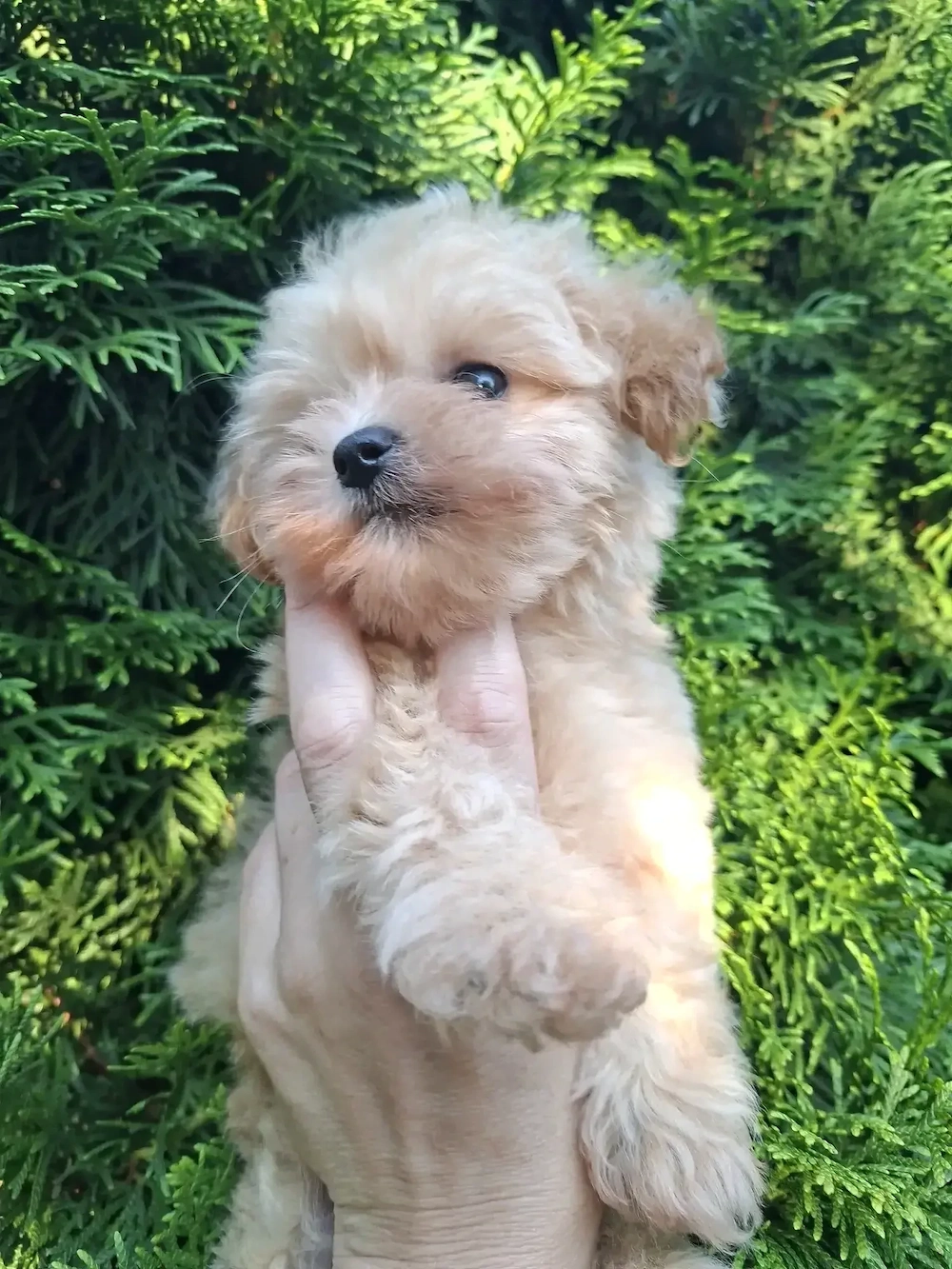 Maltipoo fetiță de vânzare. 