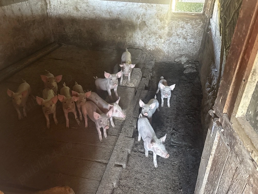 Purcei landrace de vanzare