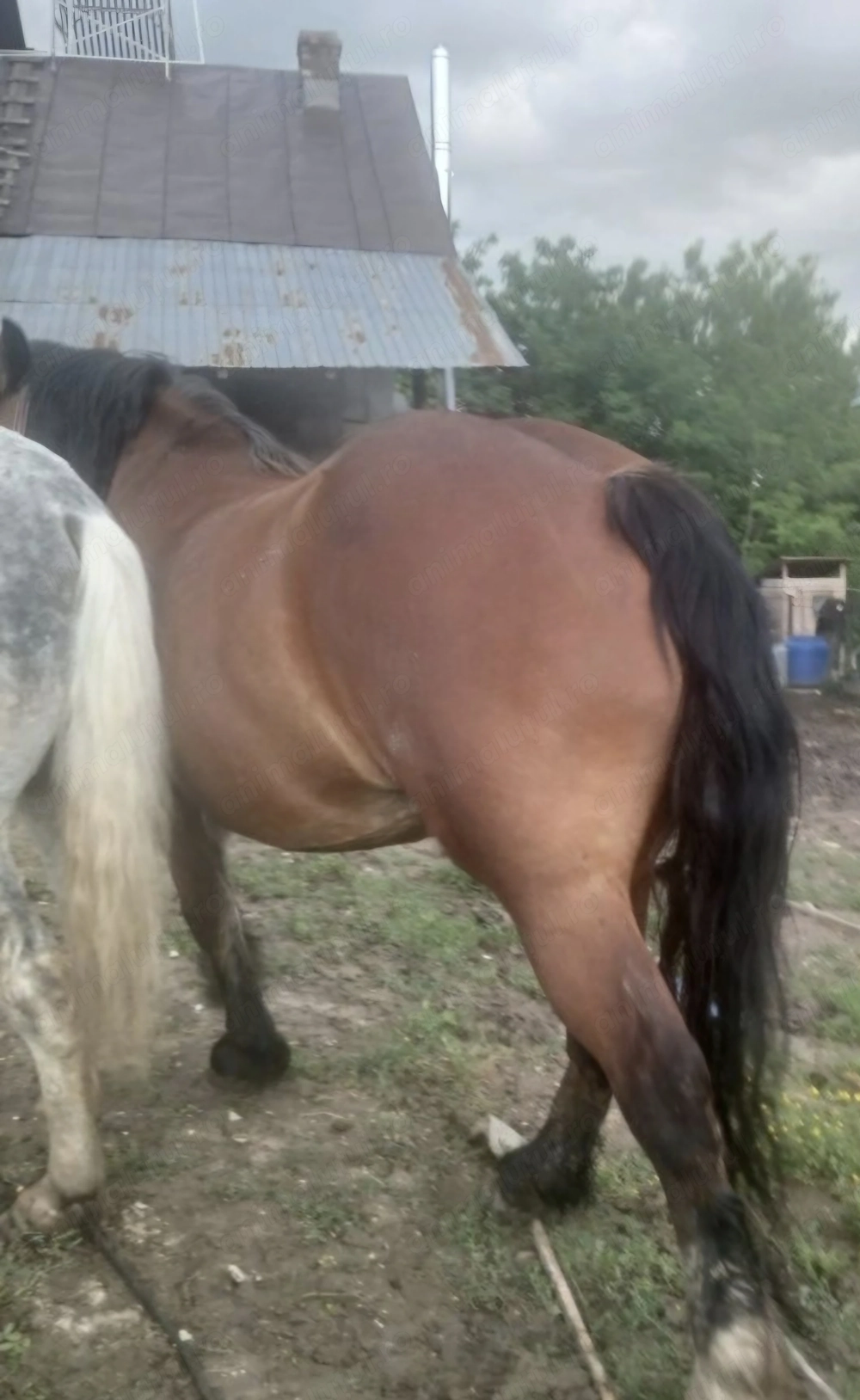 Vând iapă semigrea! Vârsta 6 ani , gestantă, foarte bună la trăgătură! Ofer probă! Preț 12000