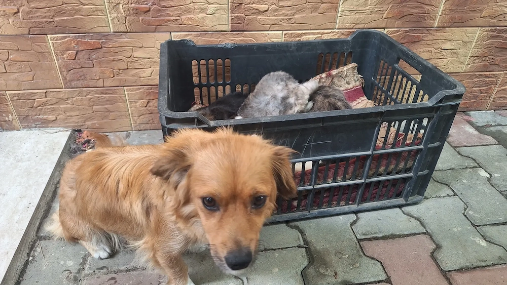 Donez căţei, inclusiv mama acestora