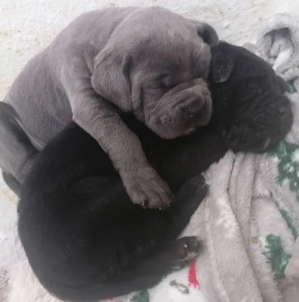 Femele Cane Corso, 2 luni