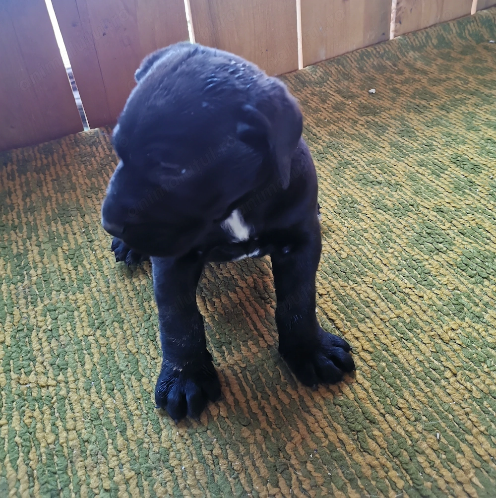Femela Cane Corso, 2 luni