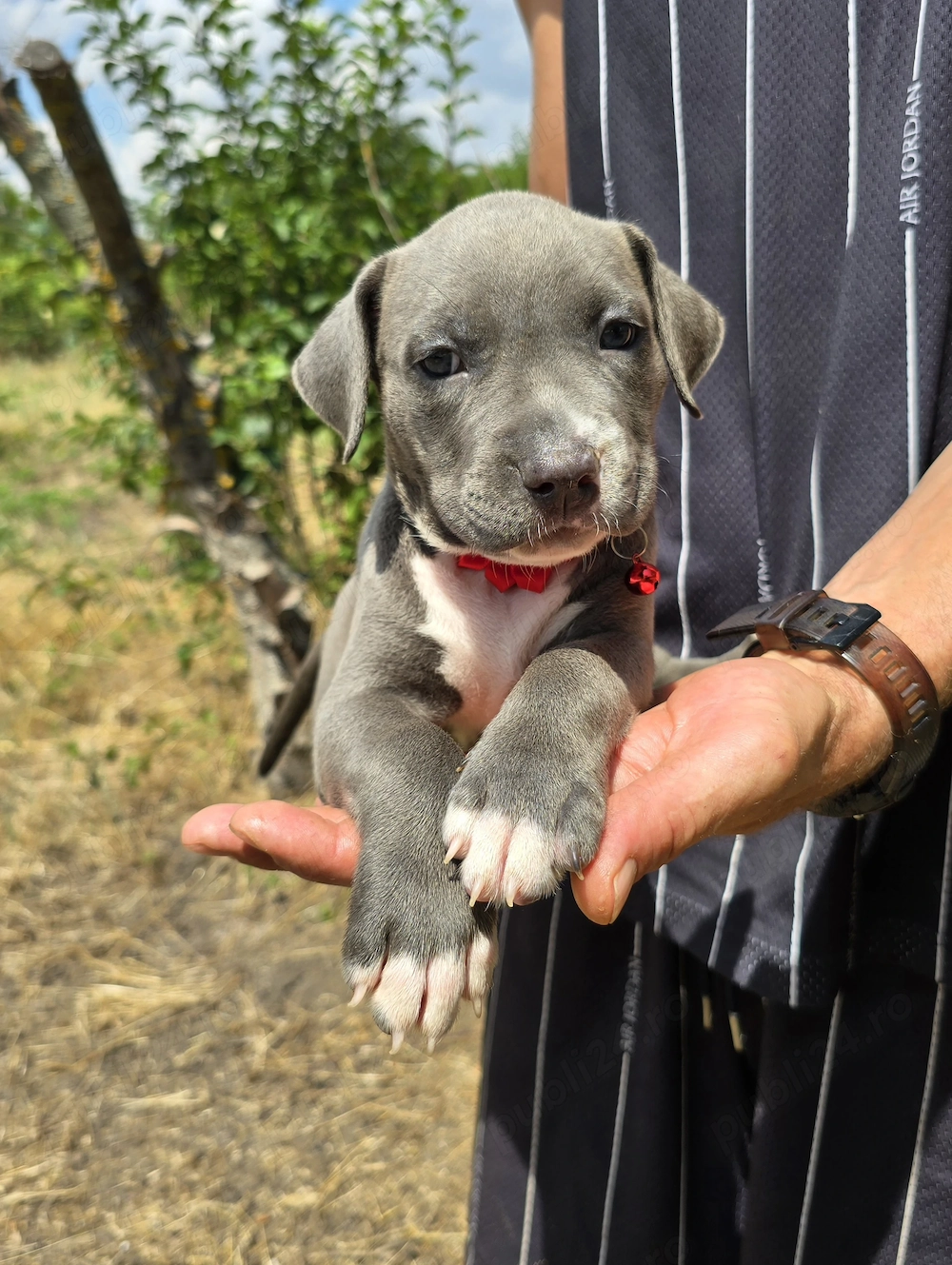 American Bully XL