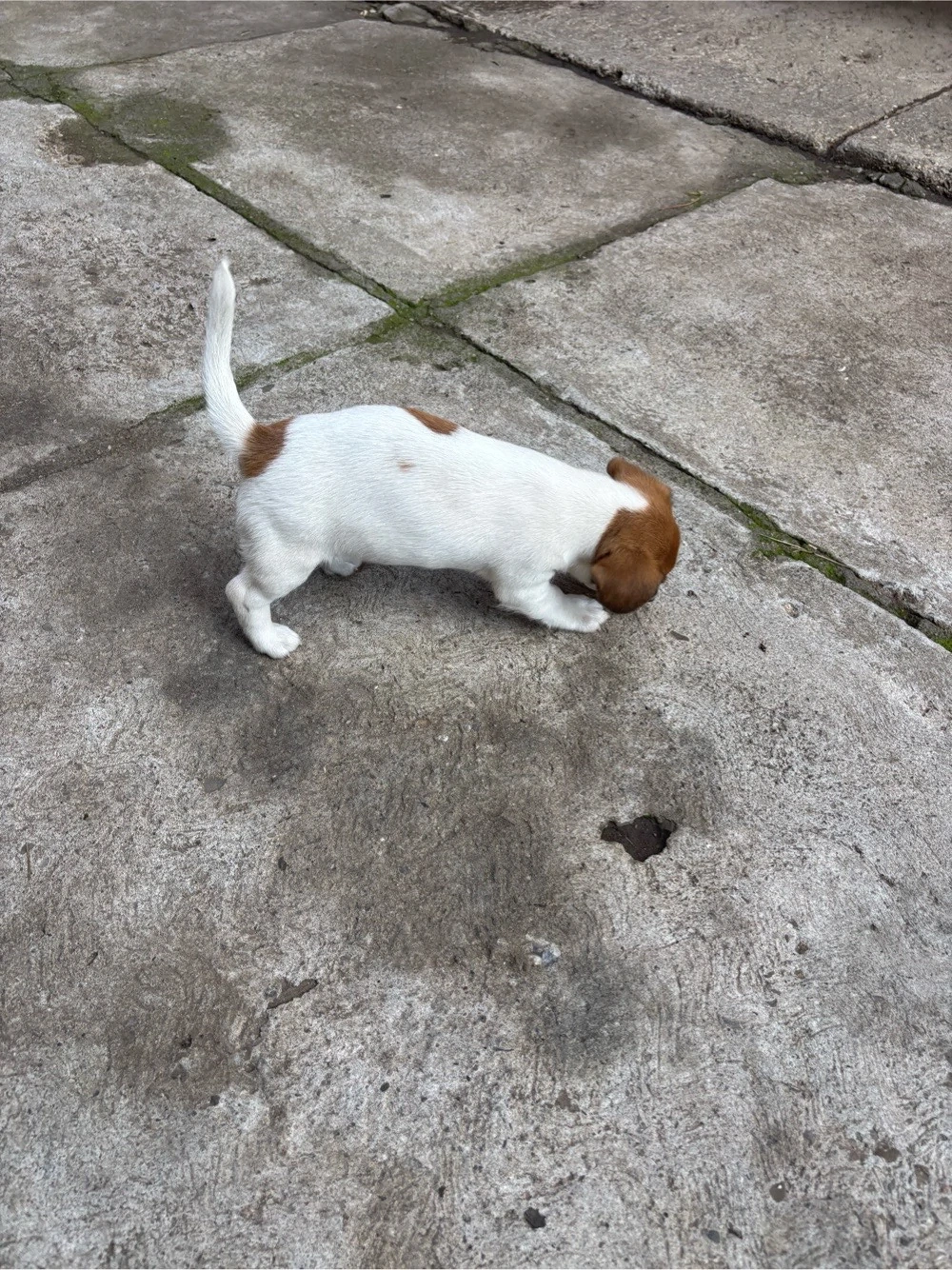 Cățelușă Jack Russell