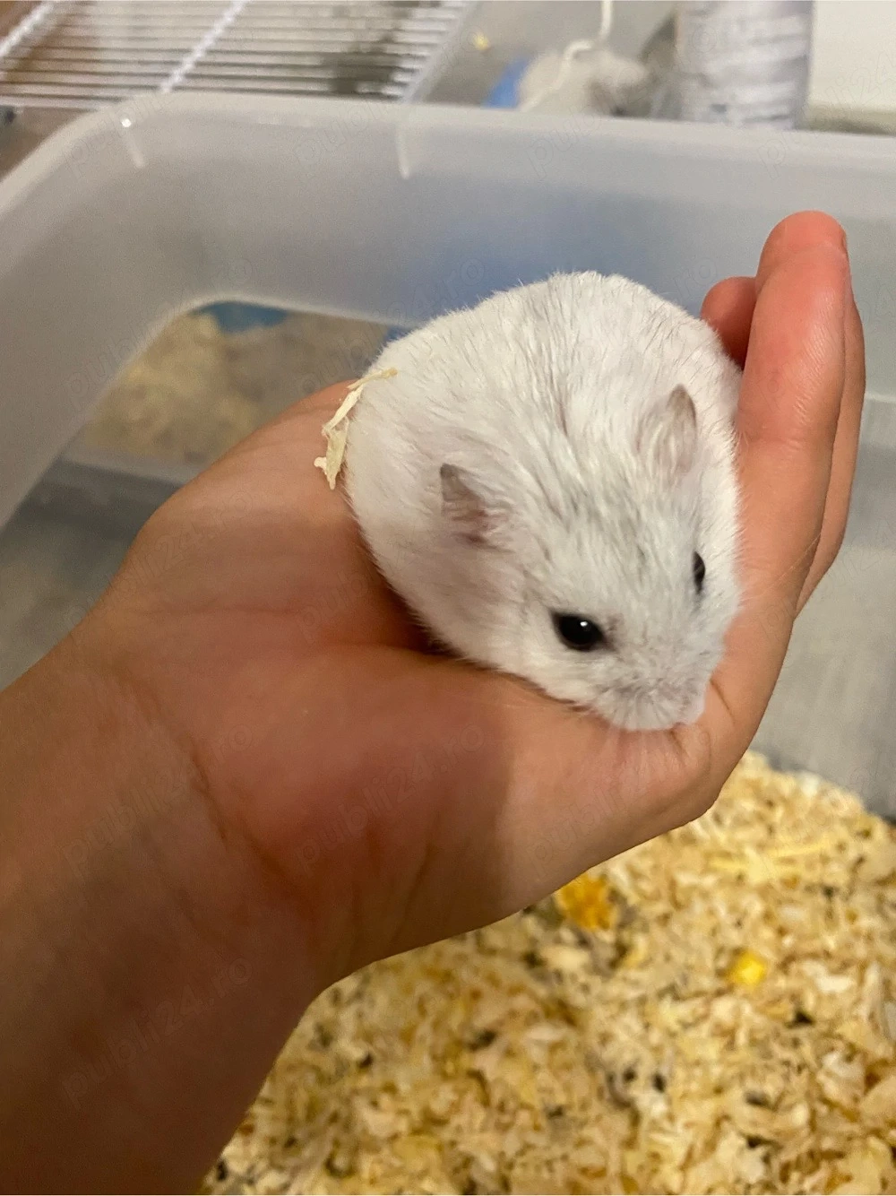 Se vand hamsteri