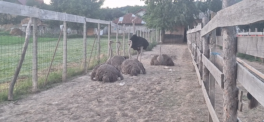 Vand 2 famili de struti de 5 ani