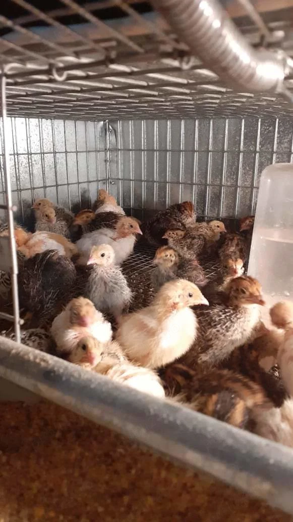 Vând oua de prepeliță pt consum sau incubat