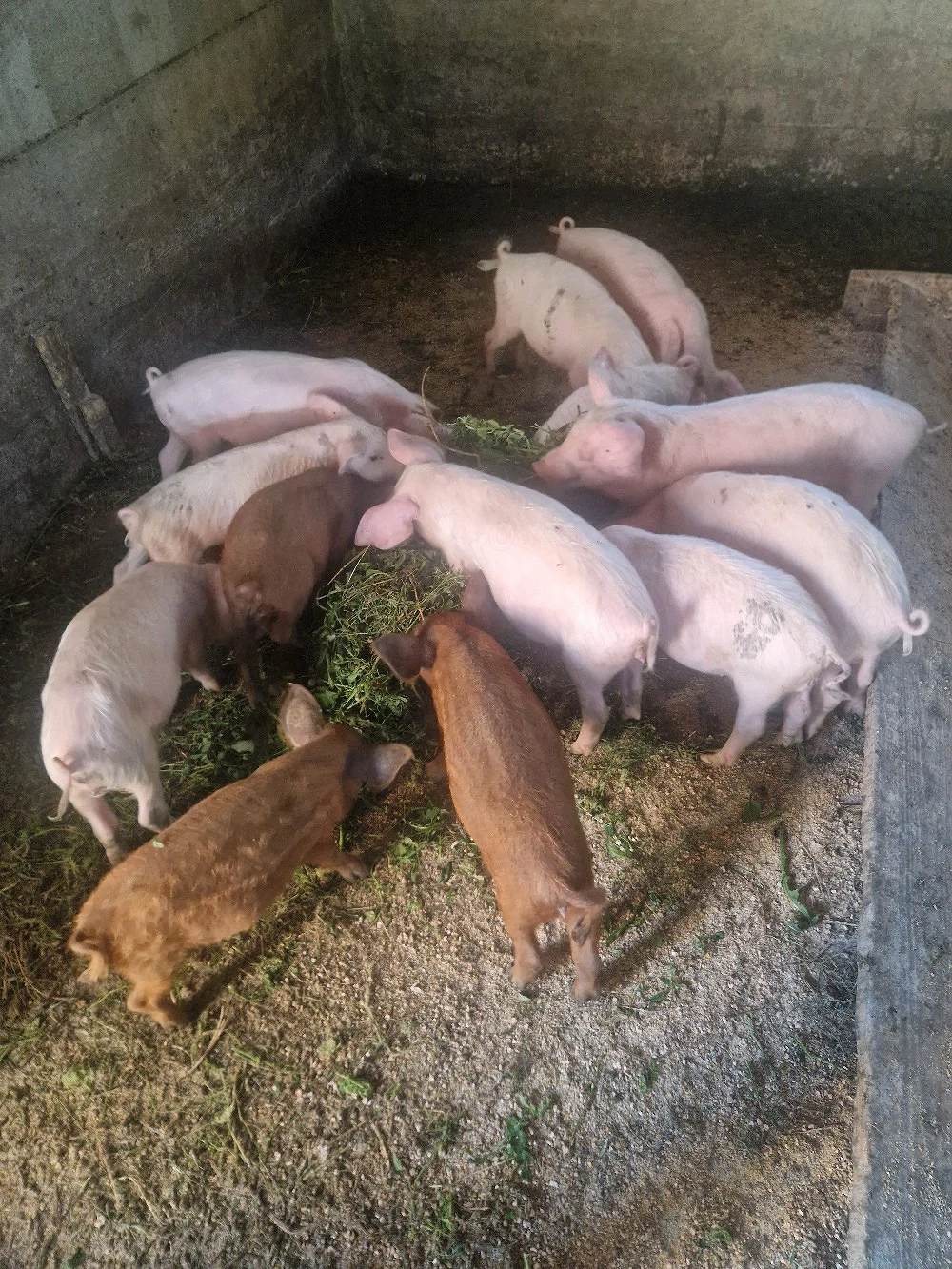 purcei 8 saptamani