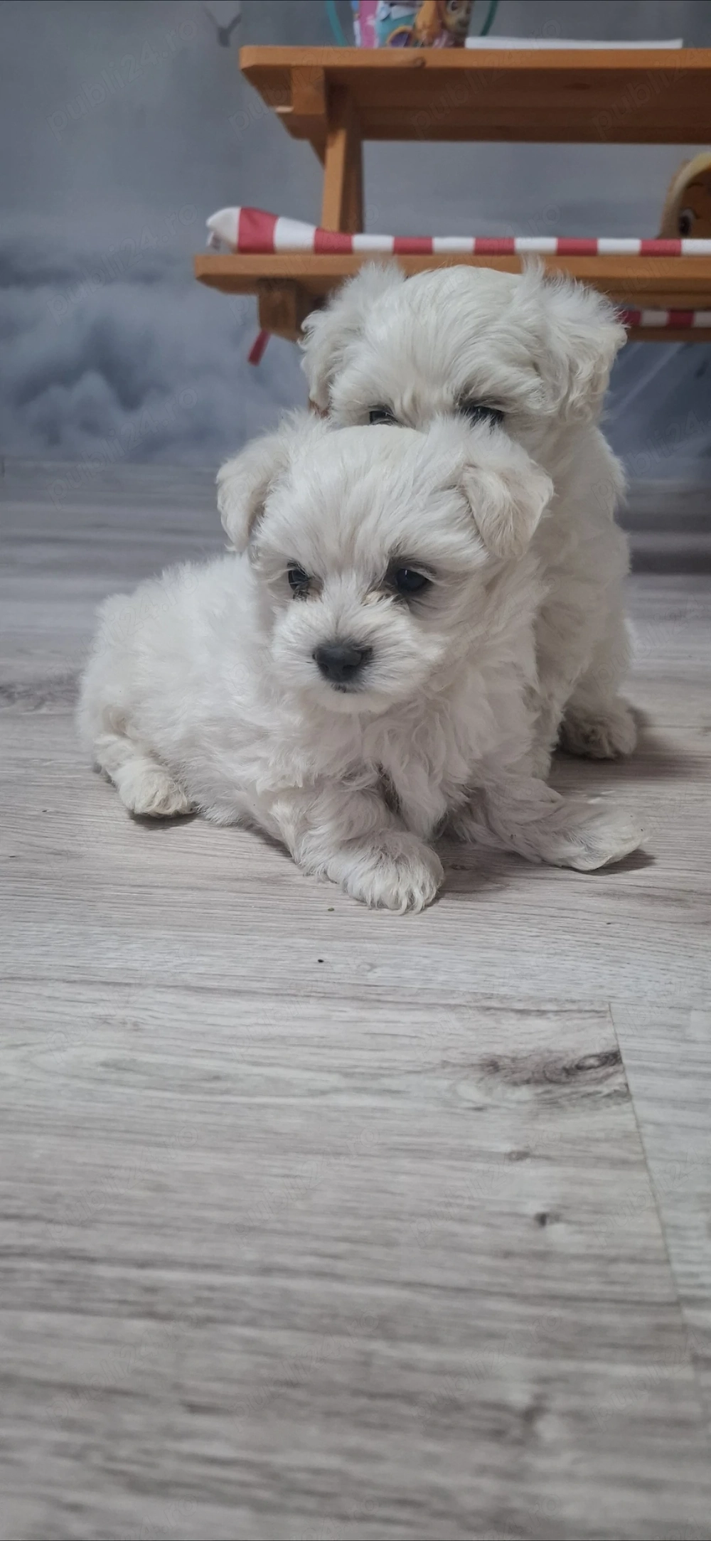 Bichon mini  