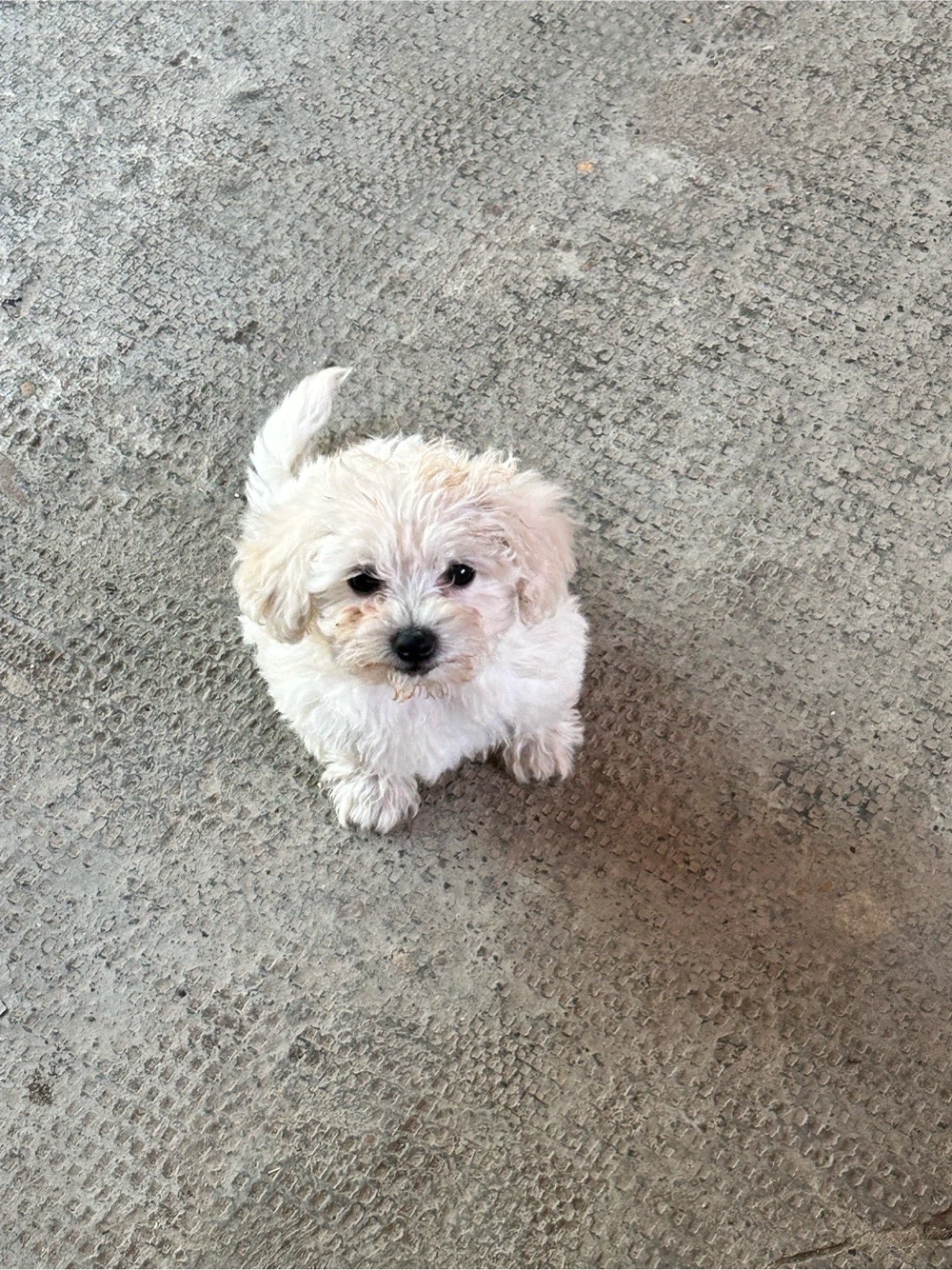 Pui bichon maltez femelă