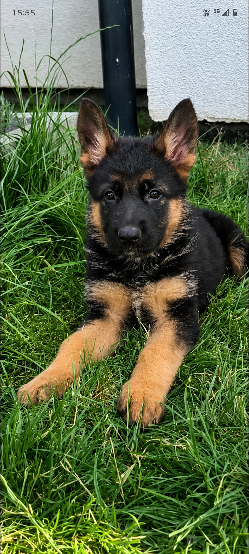 Catei ciobanesc german