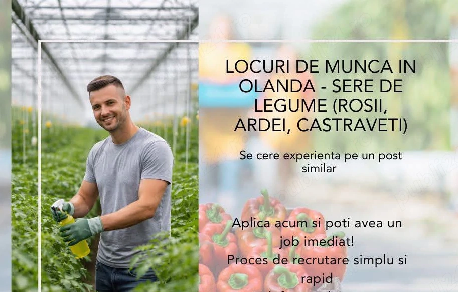 Avem la cules de  roșii și ardei n  sere 