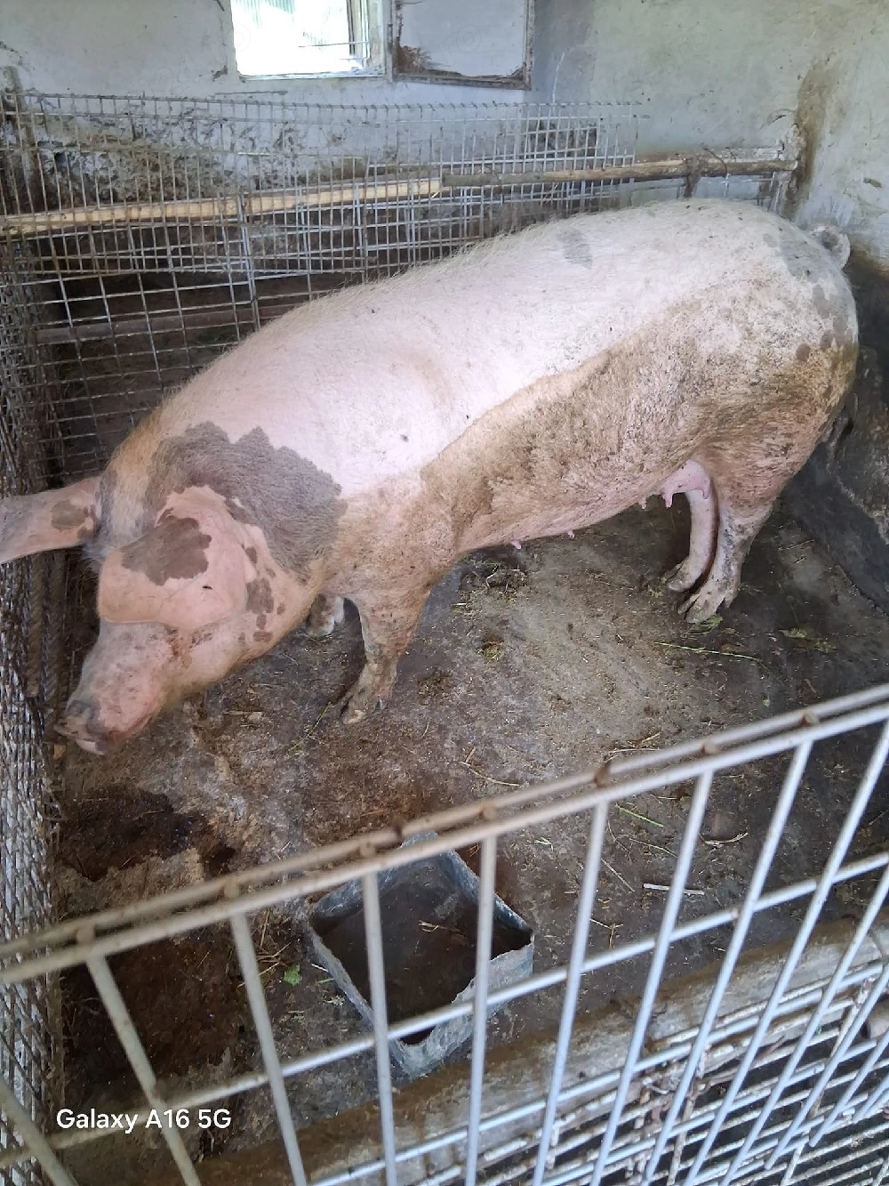 scrofa dispobila 