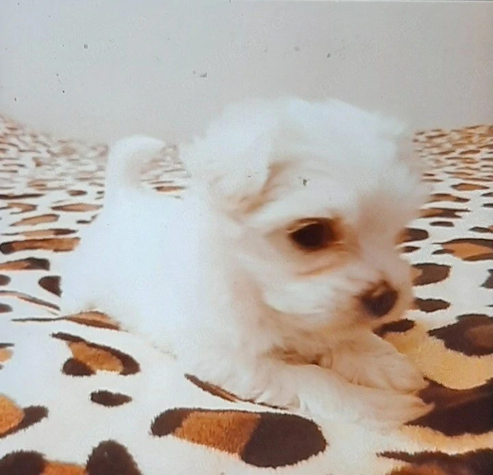 Bichon maltez mini toy 6 saptamani