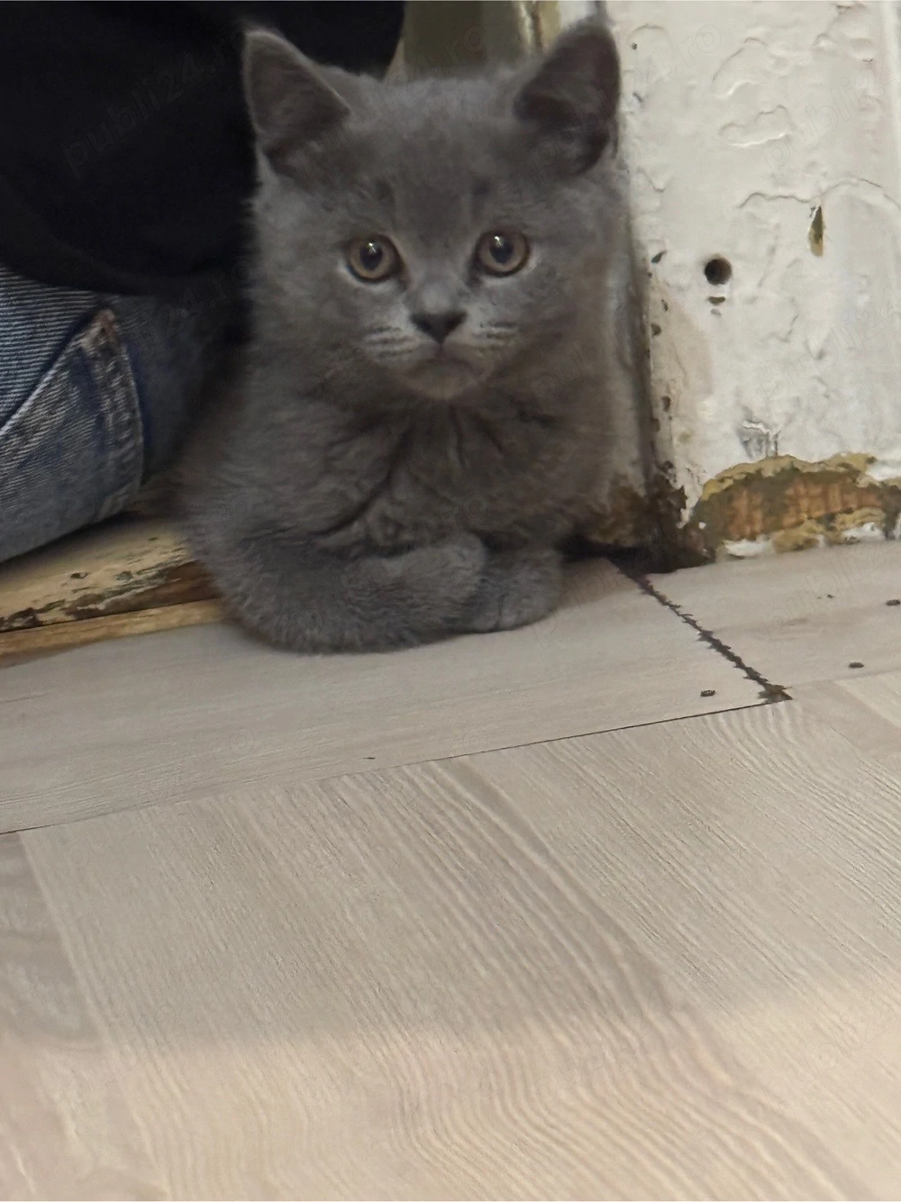 Spre vânzare   British Shorthair, 4 luni 