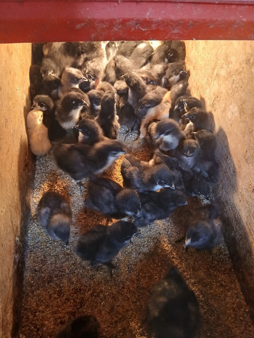 Pui de curte, australorp.