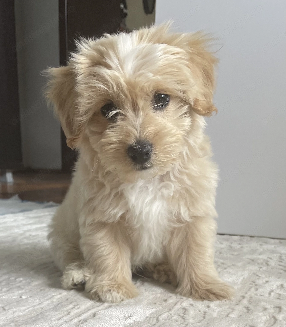 Băiețel maltipoo
