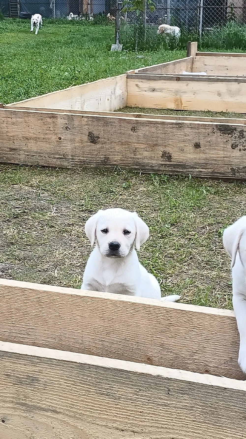 Labrador Retriever 