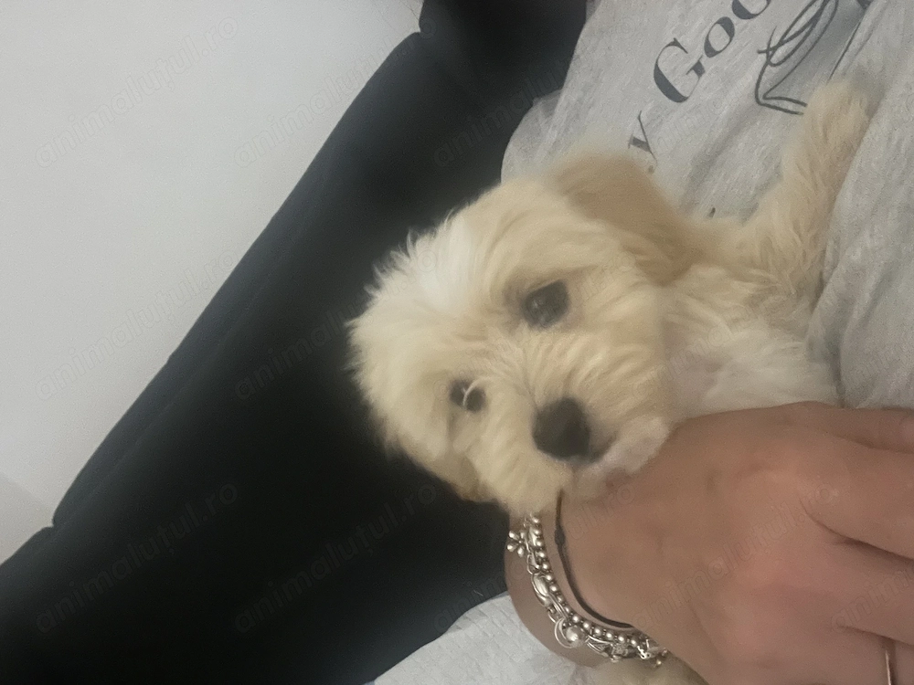 Maltipoo băiețel 