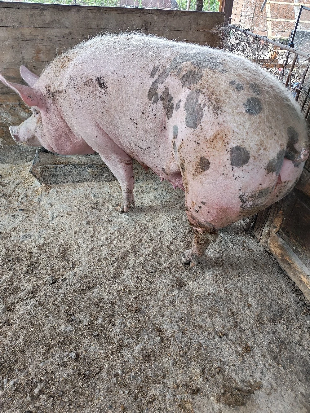 Scroafe de vanzare