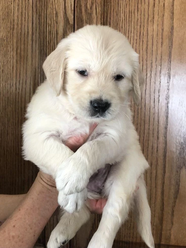 Golden Retriver 