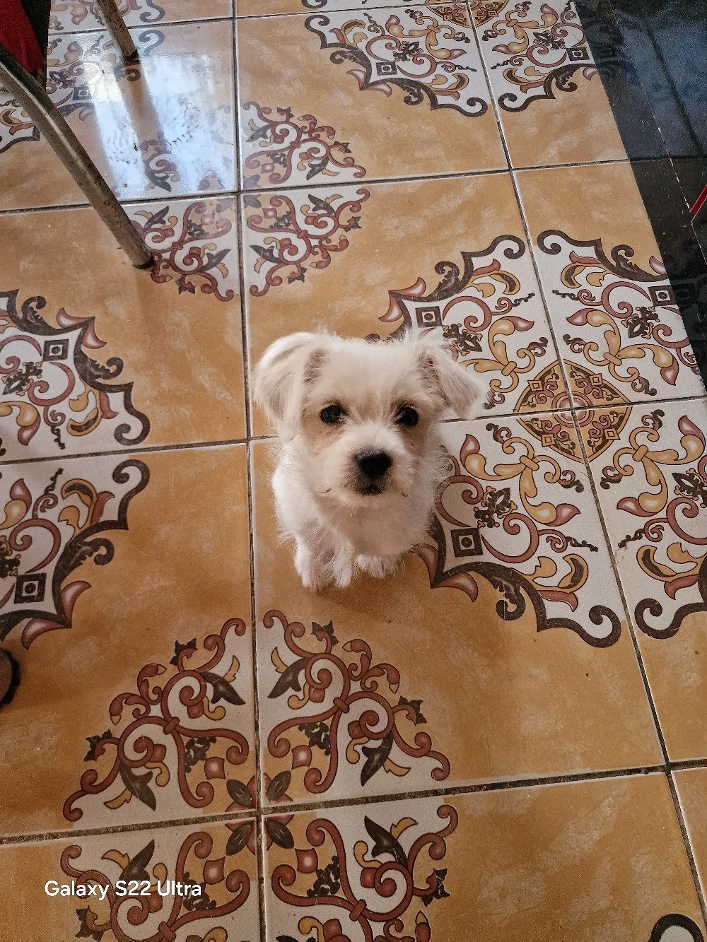 vand bichon maltez