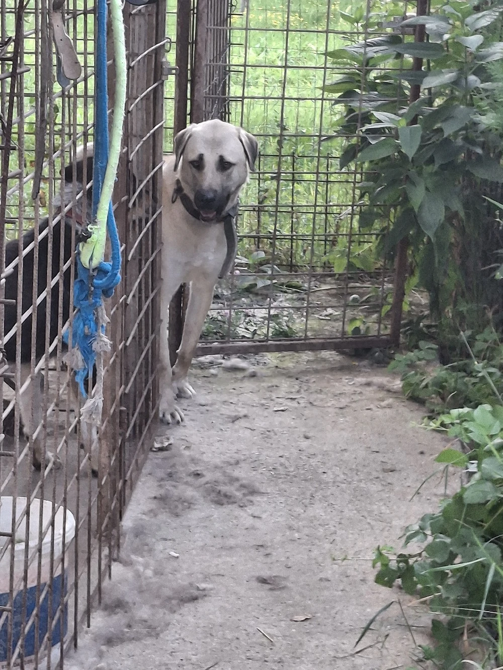 Vând Kangal  mascul adult - 1700 de lei