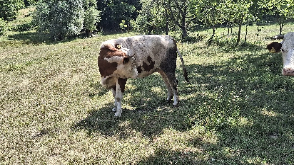 vând junincă de 2 ani 