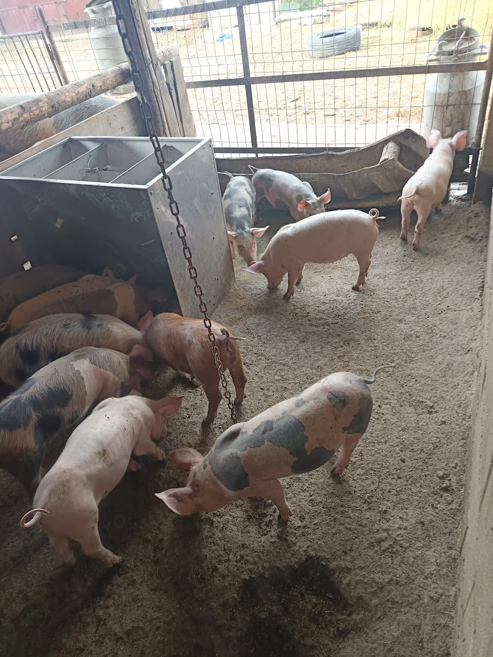 Purcei de două luni jumate 12 bucăți castrați, deparazitați 