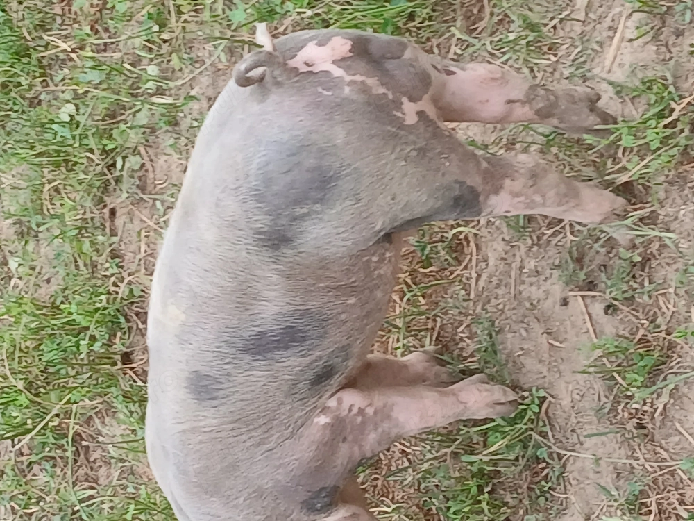 Purcei 8 săptămâni, pietrean 4 fetiti si 4 băiețeii 