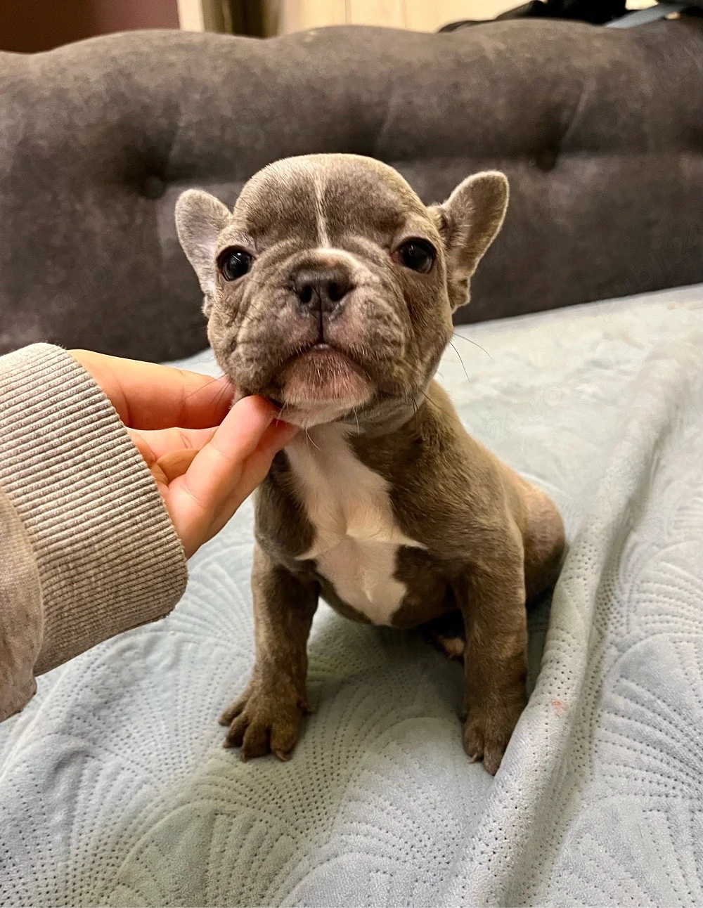 Bulldog Francez 