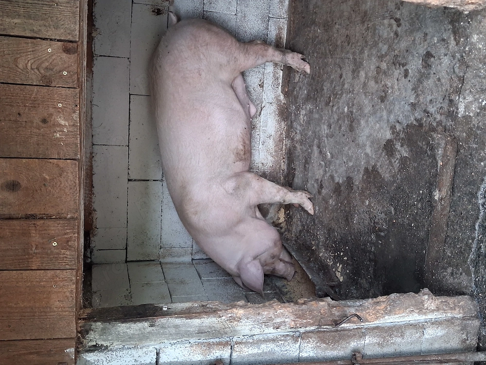 Vând porc mare