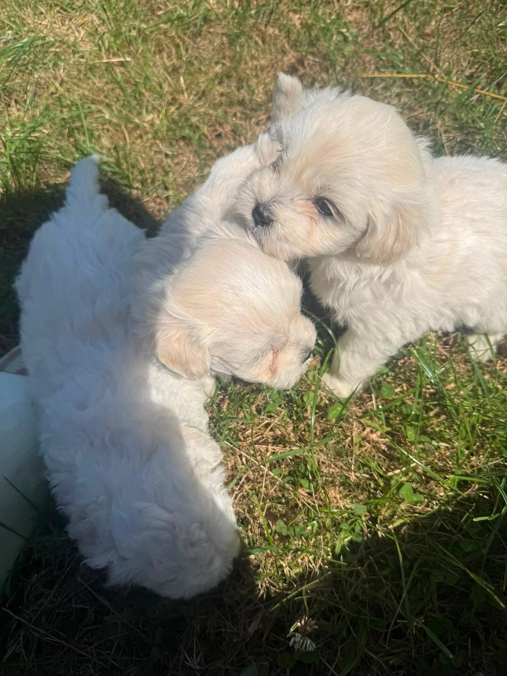 Bichon mini toy