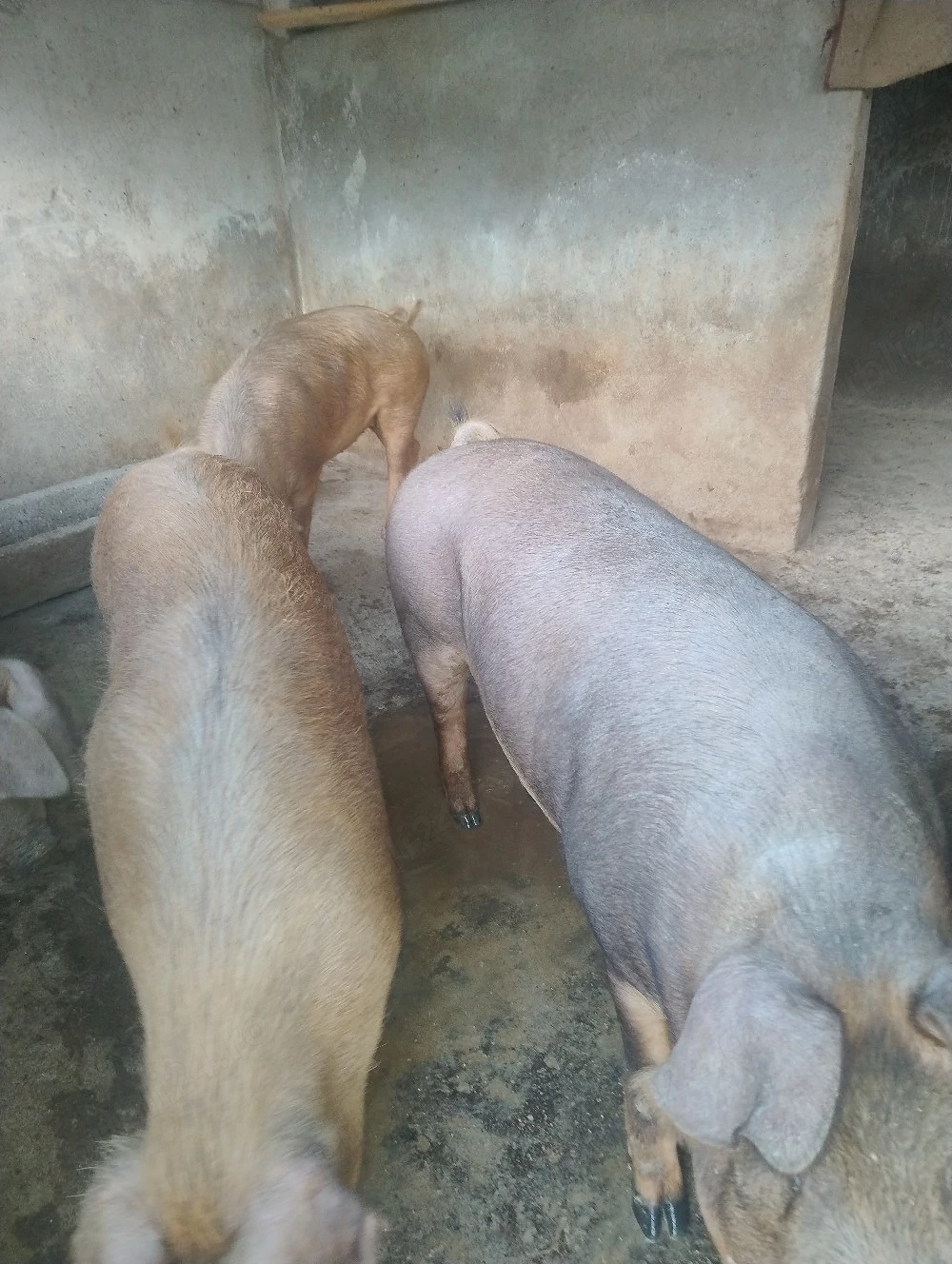 Vând porci 