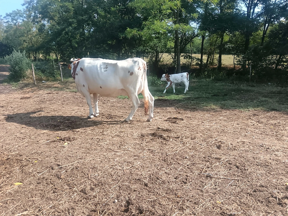 Vând vaca red holstein 