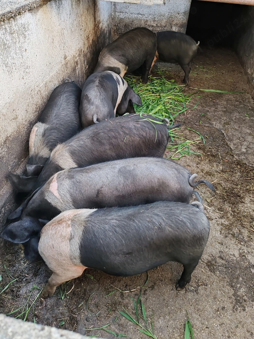 Porci bazna