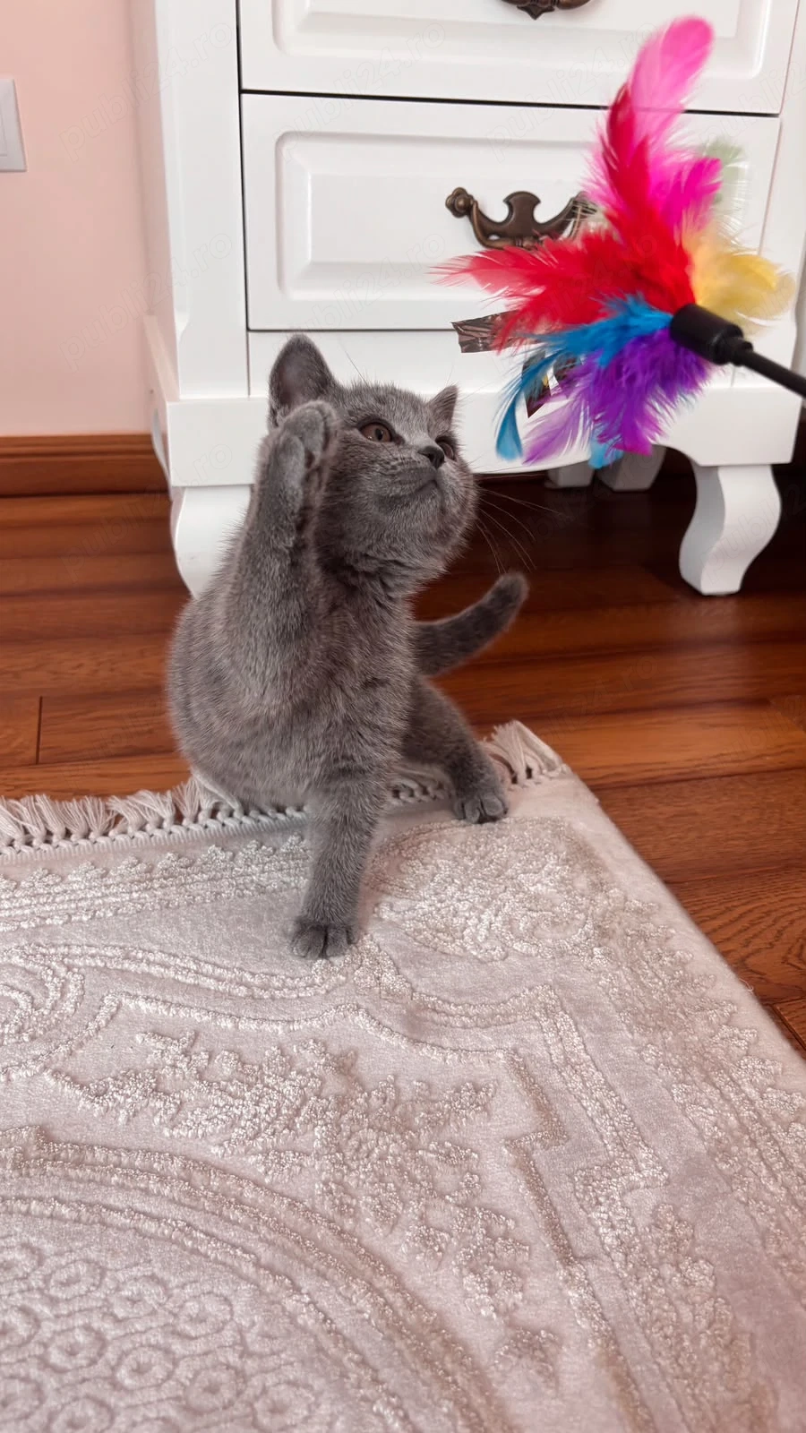 Pisici british shorthair blue