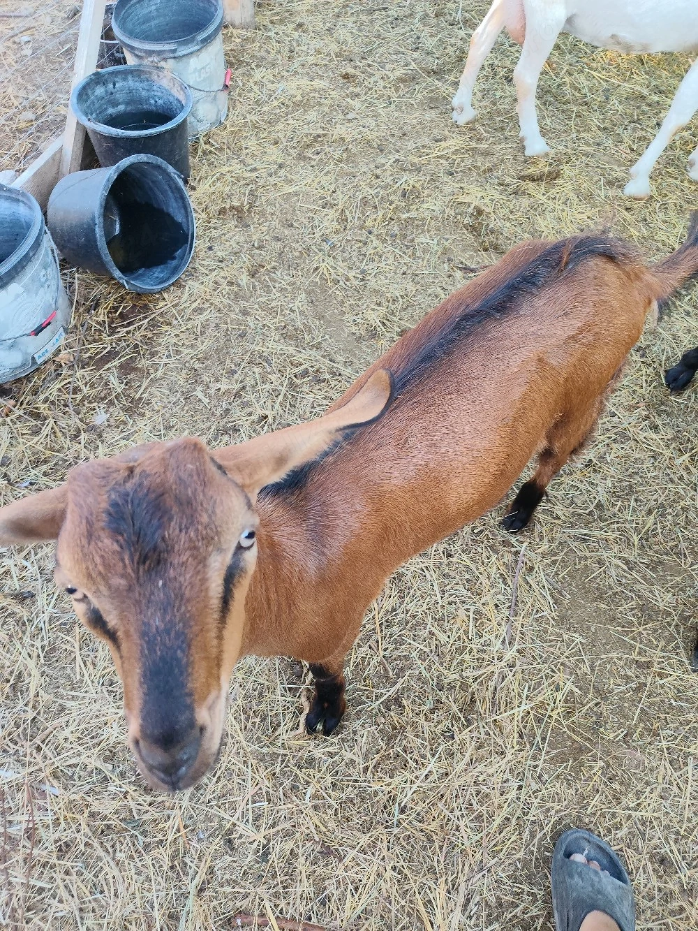 vand capra alpina franceza pura cu iedut de 3 luni,