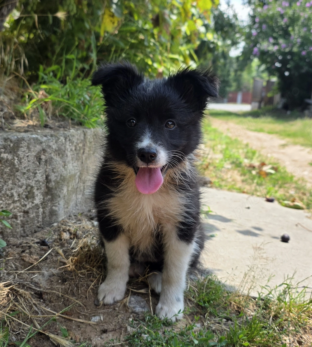 Pui femelă Border Collie Alb cu Negru
