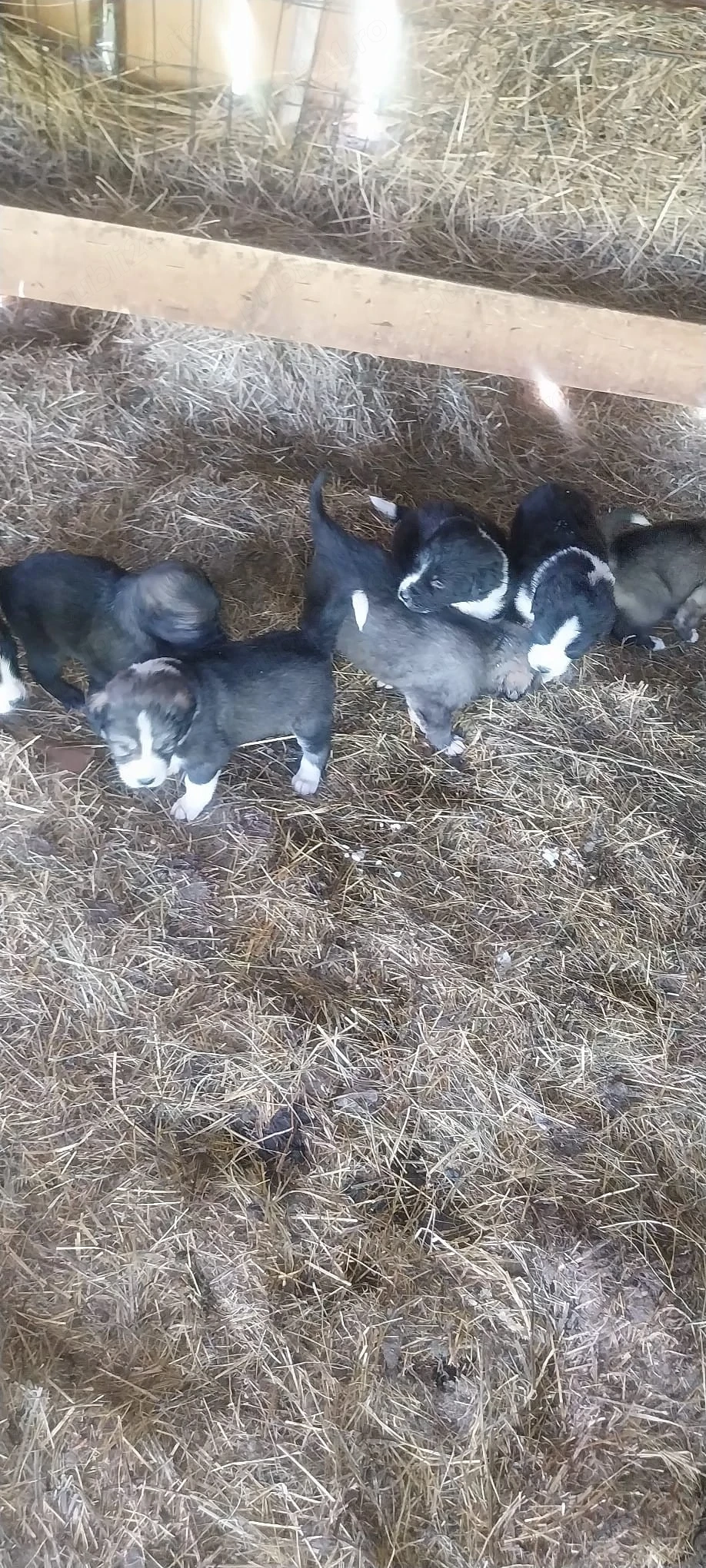 cateii Ciobanesc romanesc 