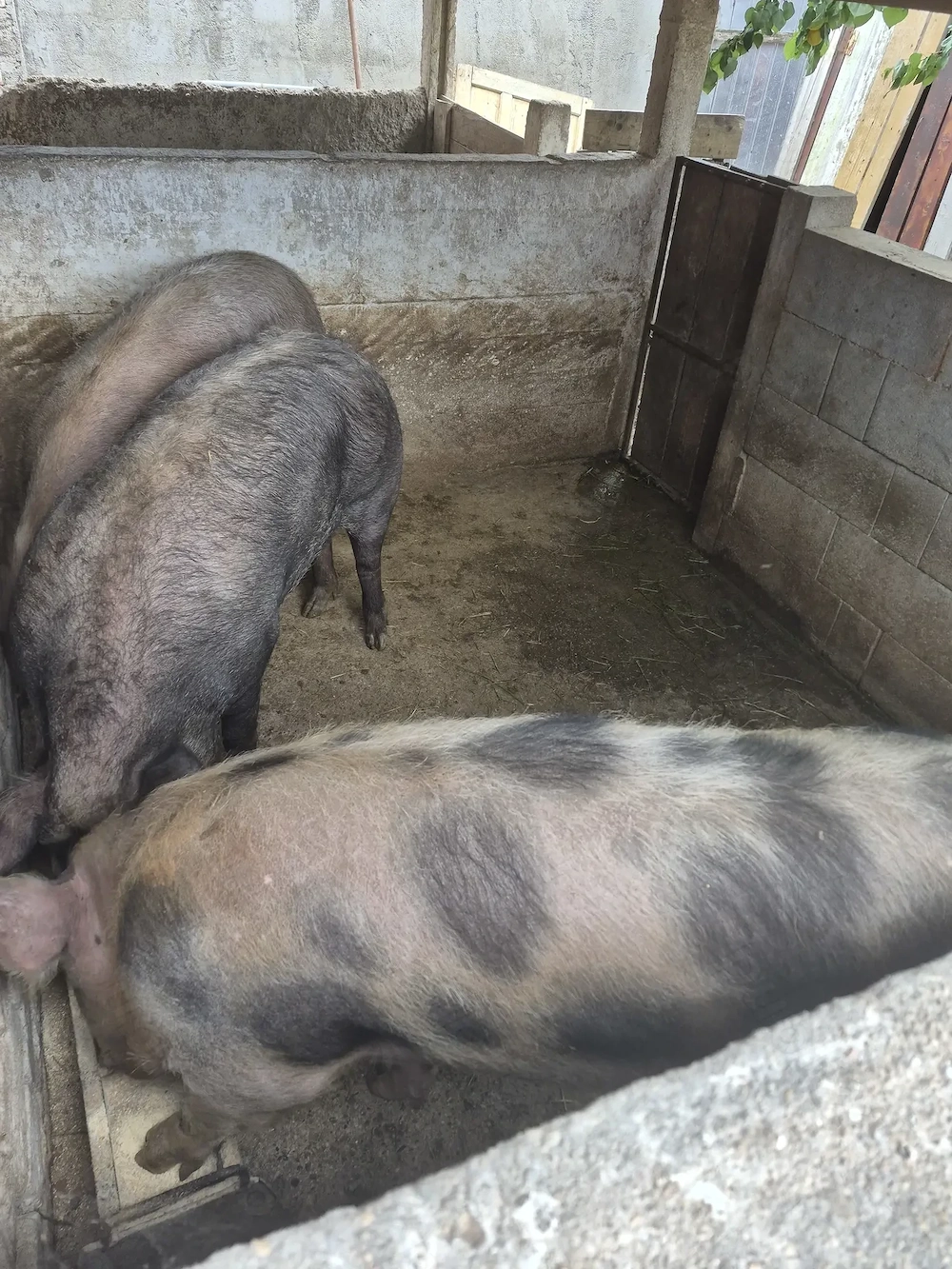 Vând porci bine îngrijiți