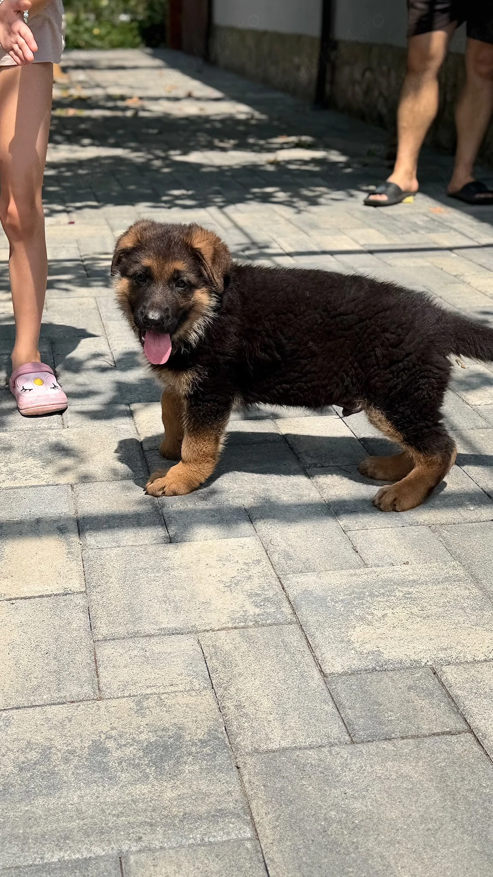 Pui ciobanesc german
