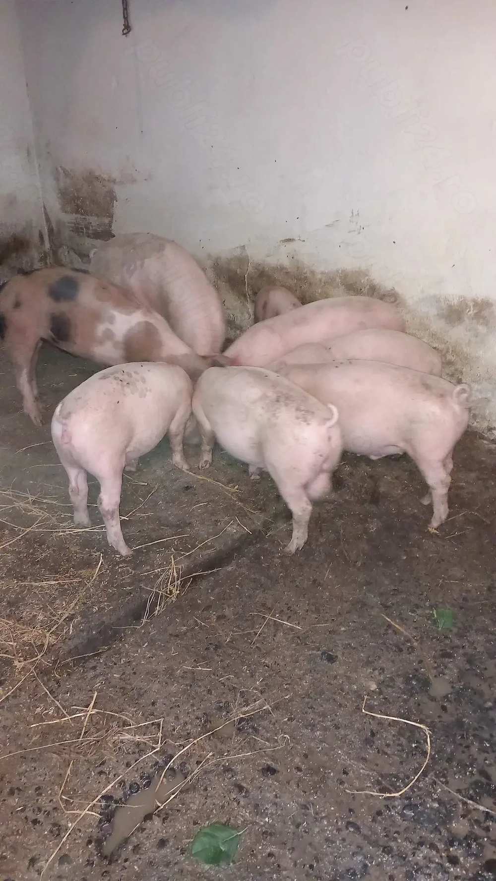 Porci de vanzare 