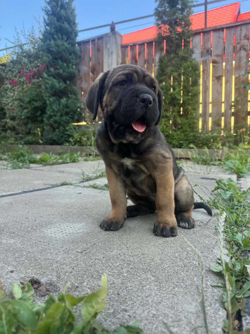 femela cane corso cafeniu pui