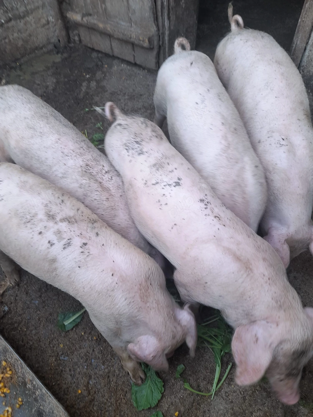 Vând porci vârsta 8 săptămâni 